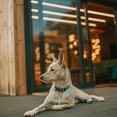 Nowoczesny Drewniany Chill House Villa